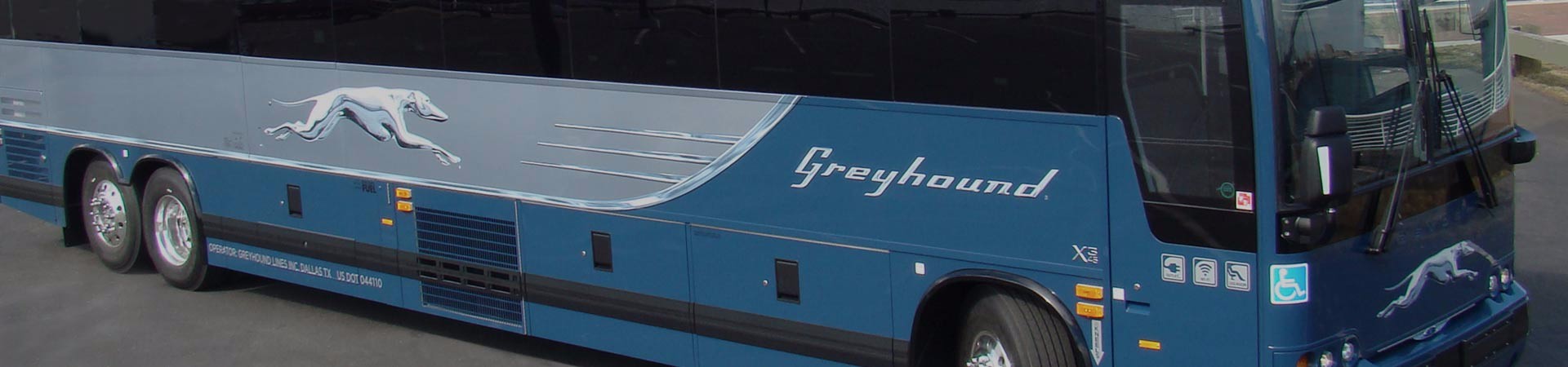 greyhound-4